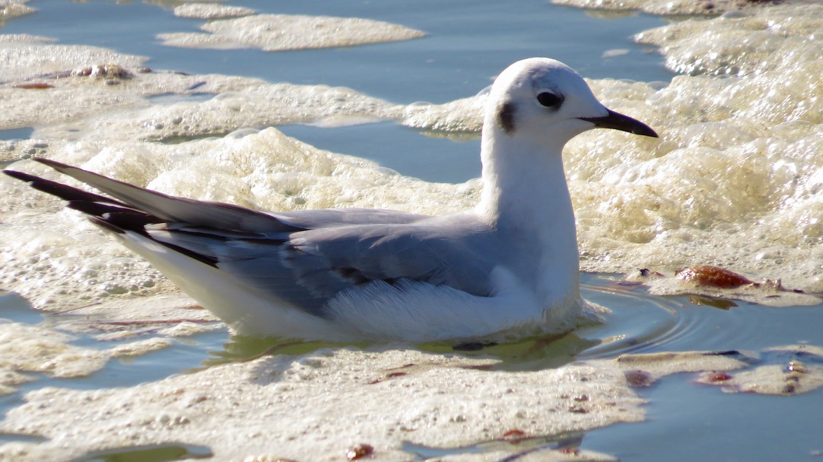 Bonaparte's Gull - Petra Clayton