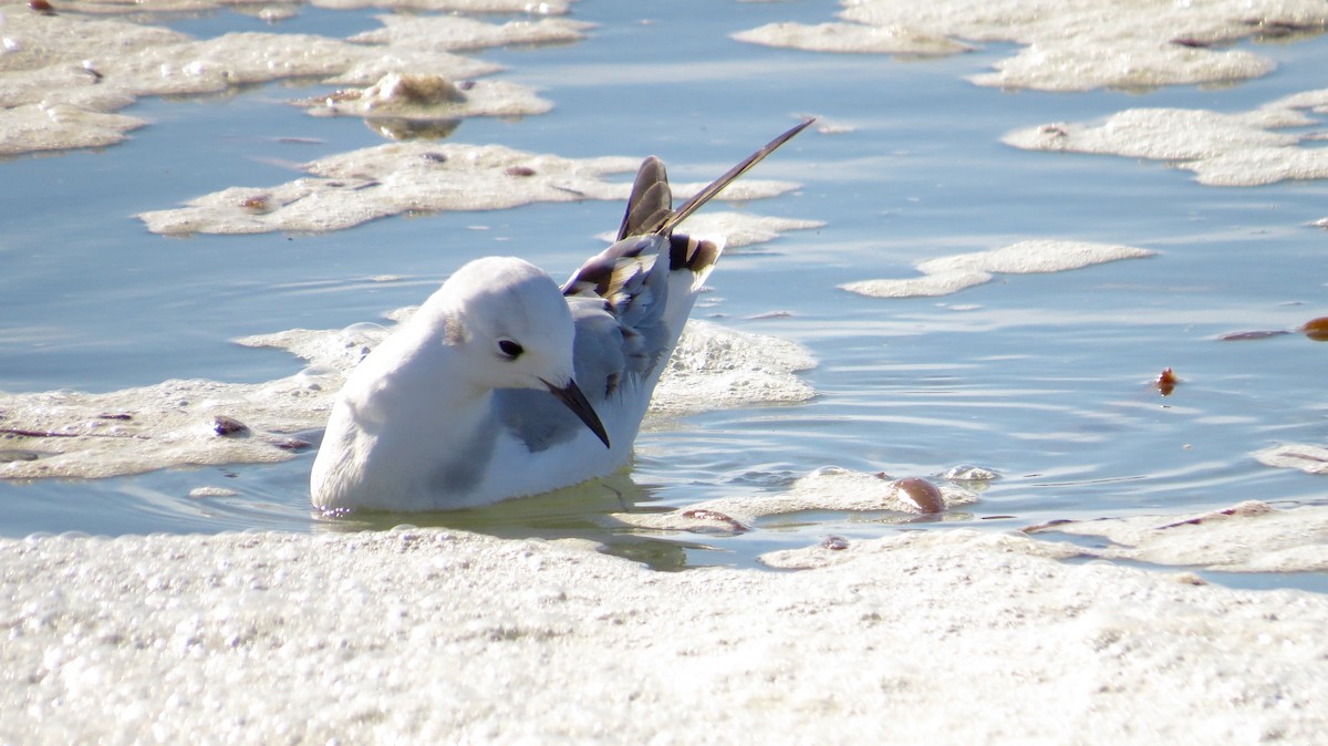 Bonaparte's Gull - ML495563311