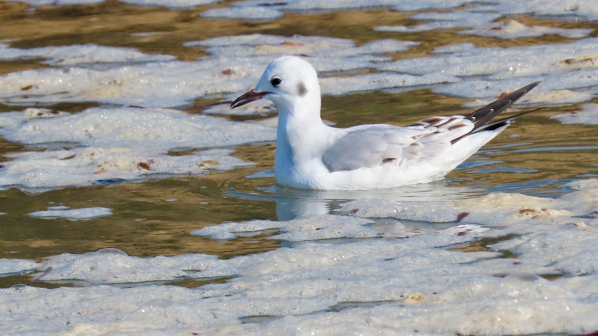 Bonaparte's Gull - ML495563321