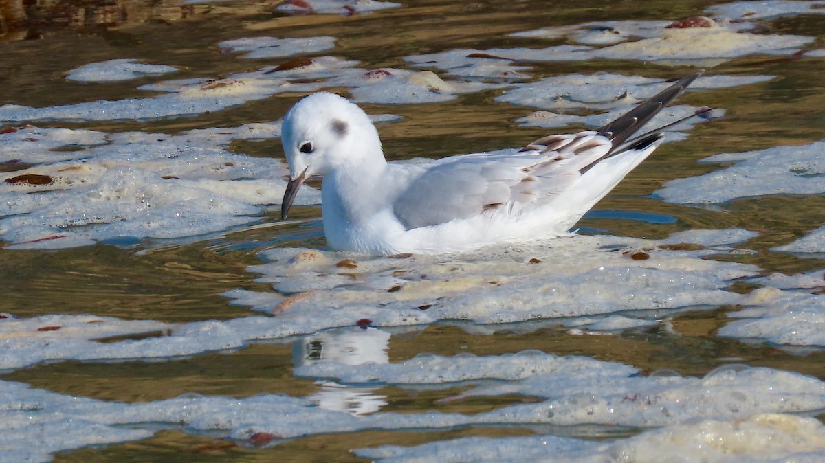 Bonaparte's Gull - ML495563351