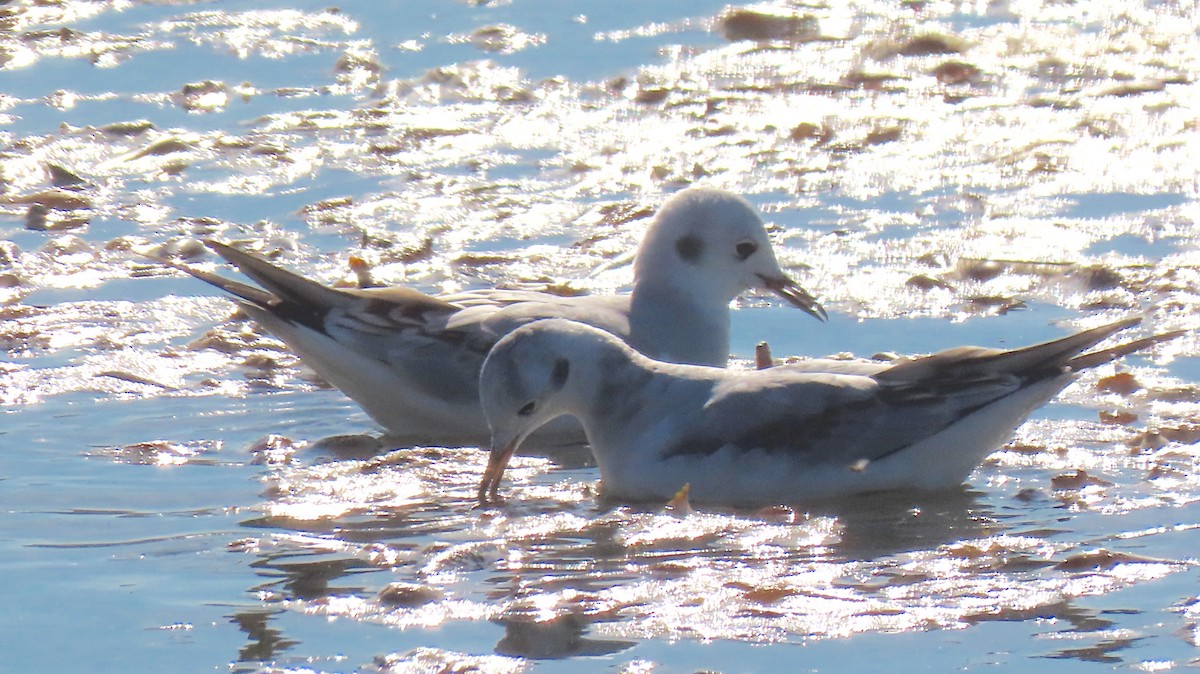 Bonaparte's Gull - ML495563371