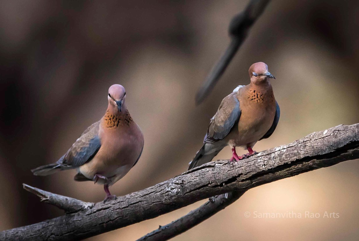 Laughing Dove - ML495563411