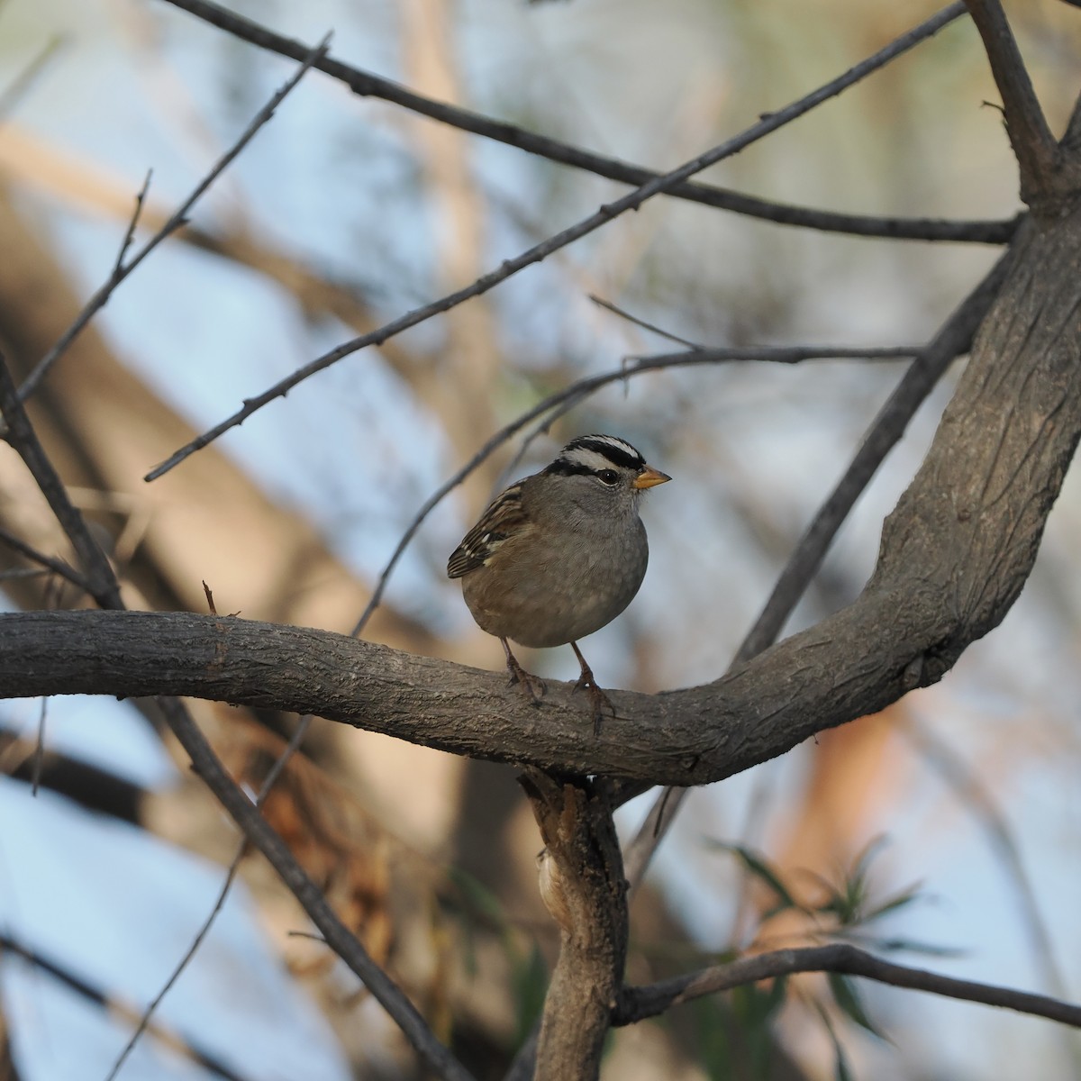 White-crowned Sparrow - ML495564011