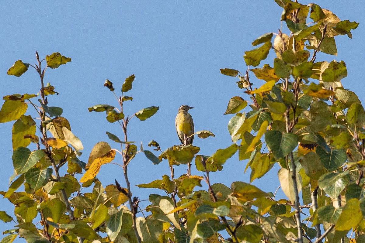 Western Meadowlark - ML495564561