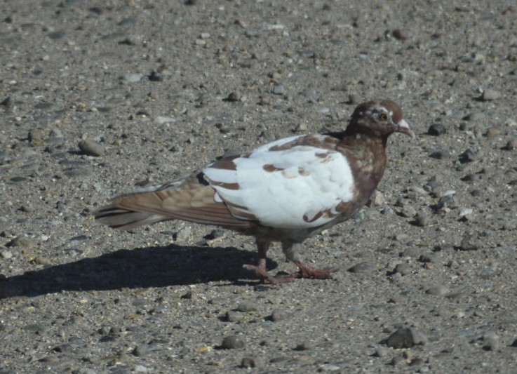 Rock Pigeon (Feral Pigeon) - ML495564791