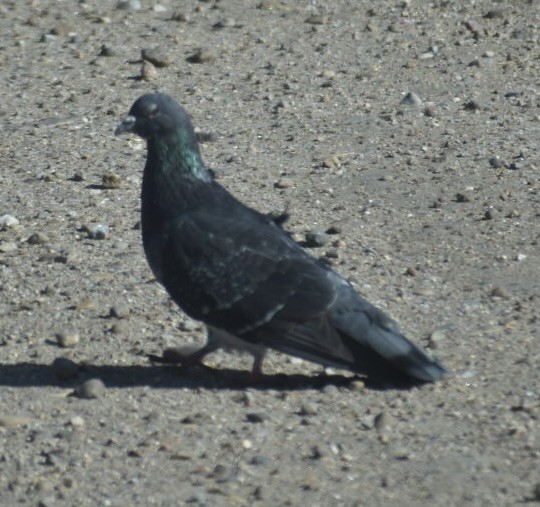 Rock Pigeon (Feral Pigeon) - ML495564801