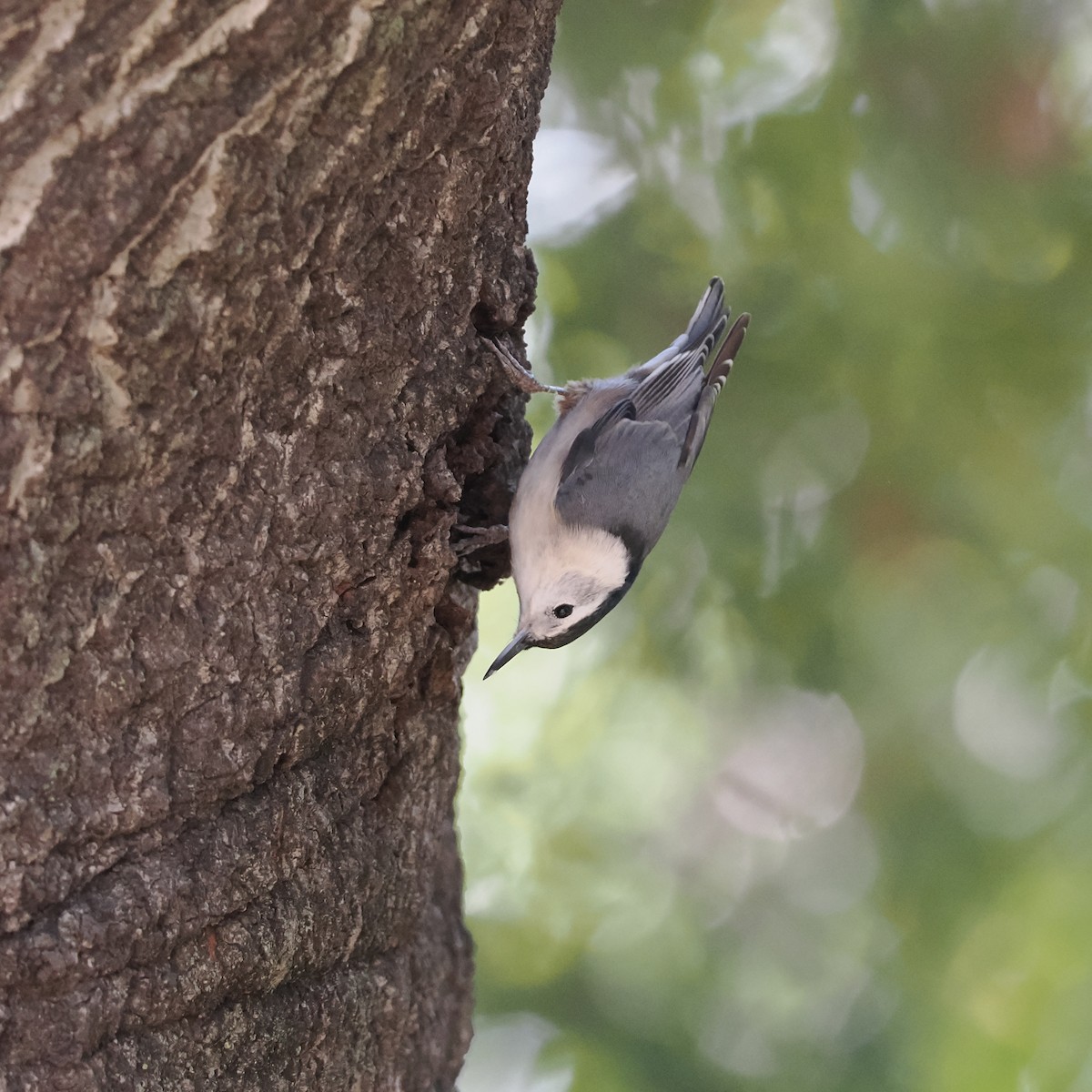 White-breasted Nuthatch - ML495565351