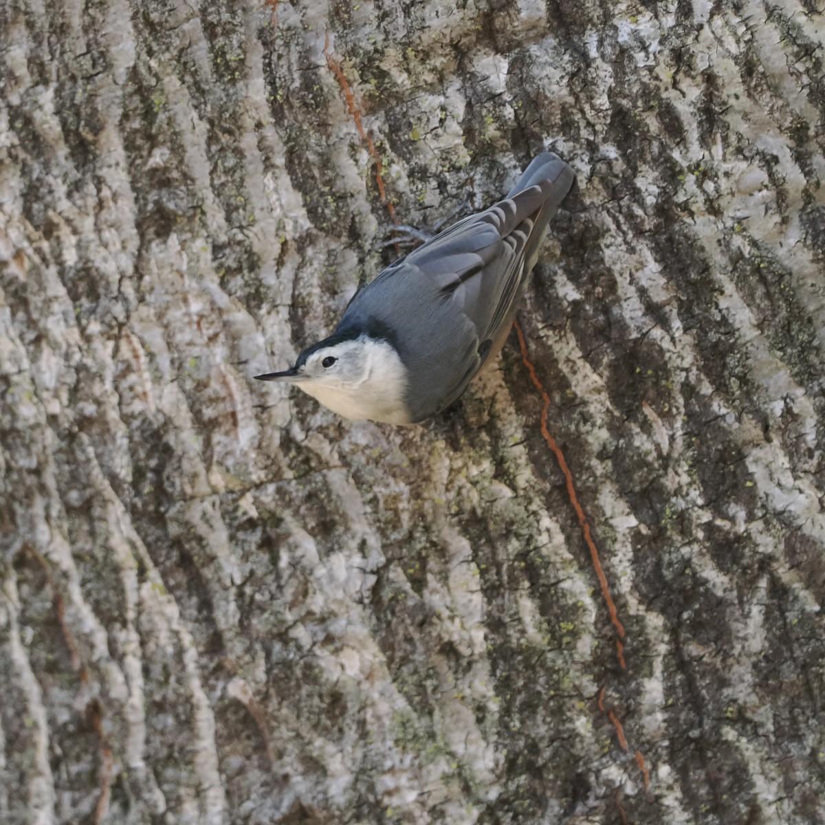 White-breasted Nuthatch - Michelle MacKenzie