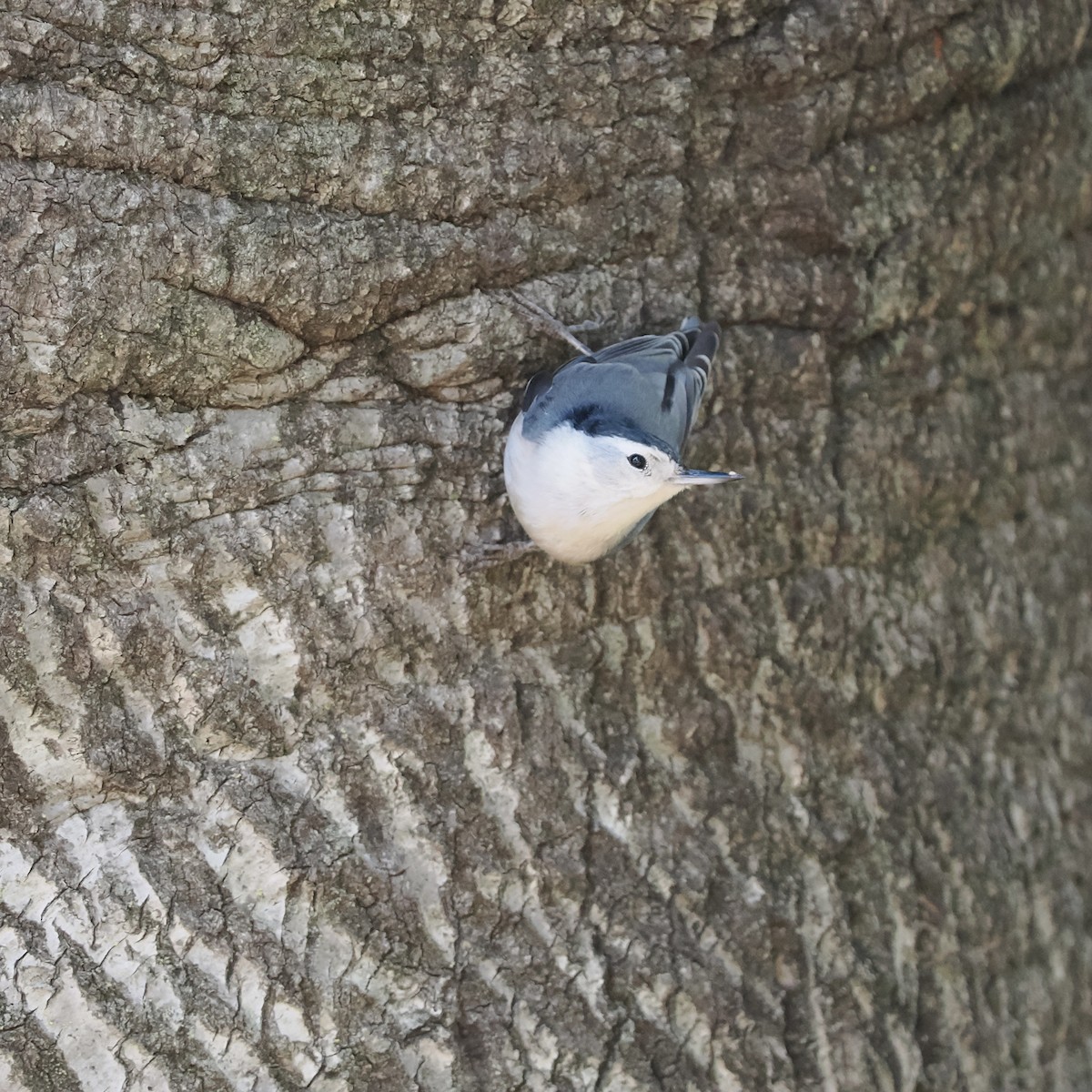 White-breasted Nuthatch - ML495565371
