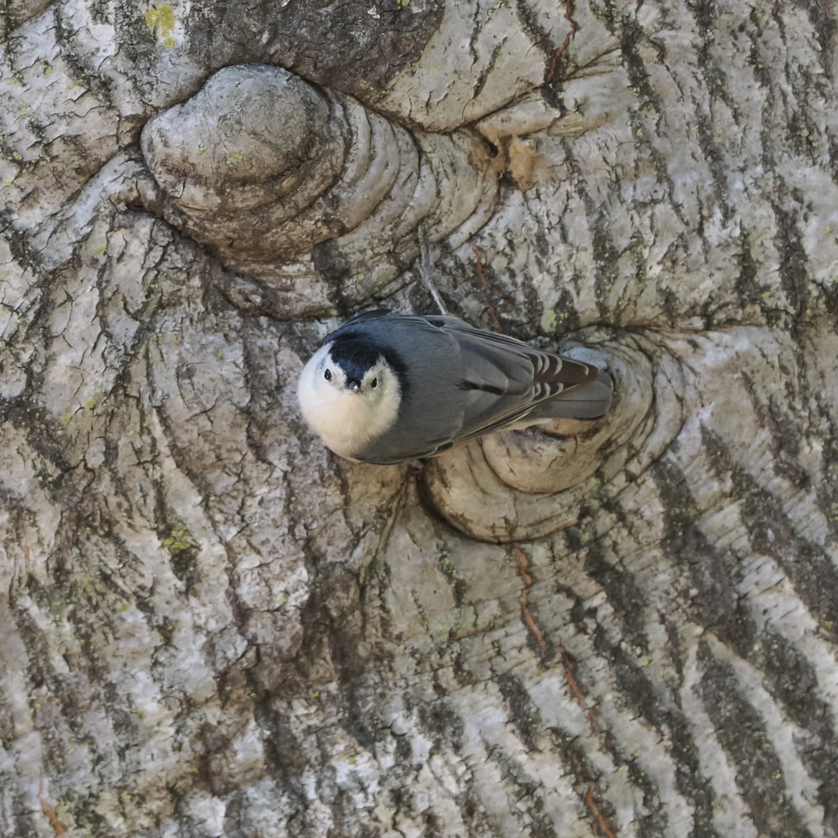 White-breasted Nuthatch - ML495565381