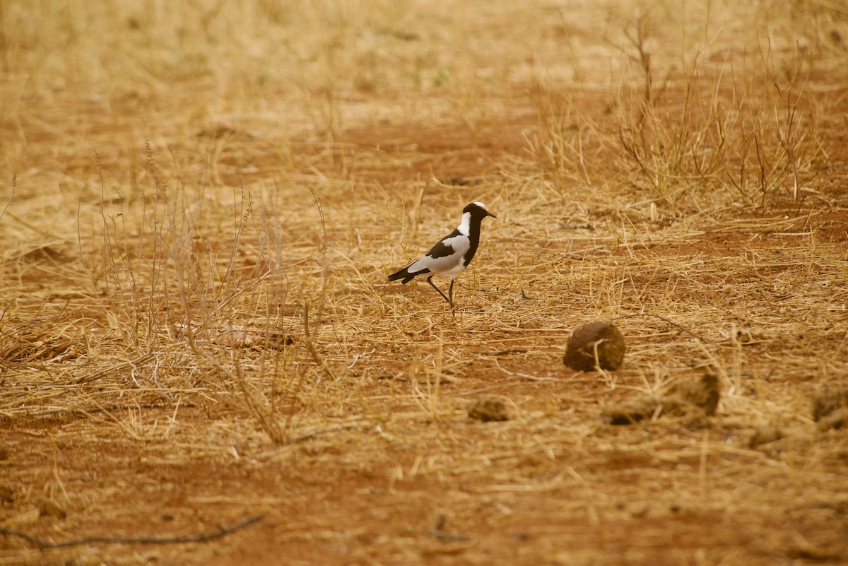 Blacksmith Lapwing - Daniel Blok 🦤