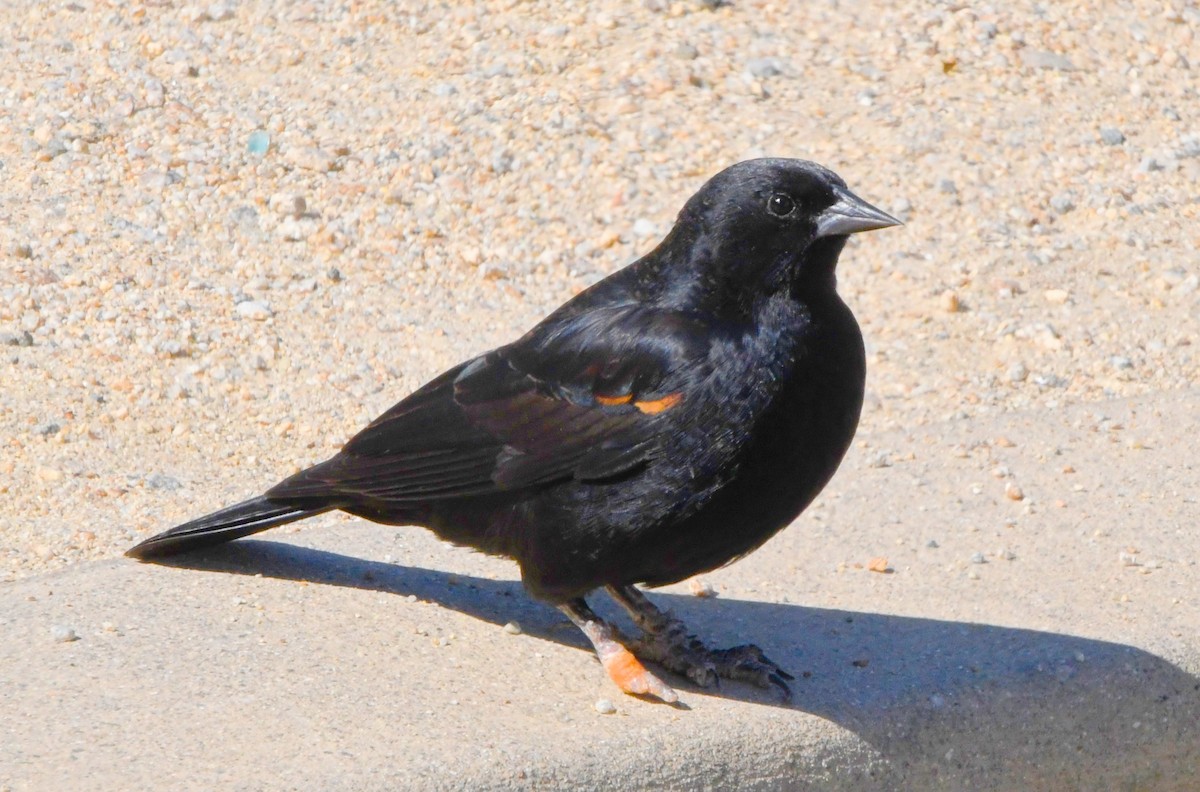 Red-winged Blackbird - ML495565741