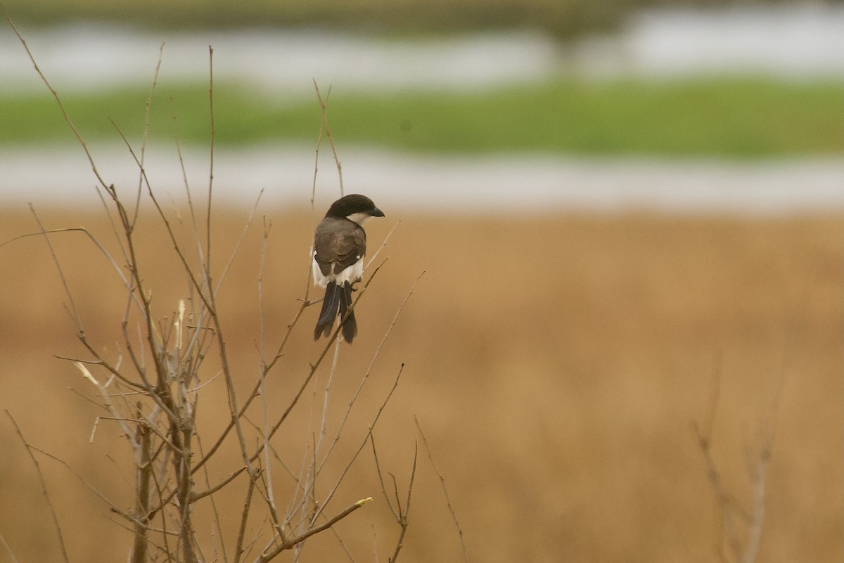 Long-tailed Fiscal - ML495566271