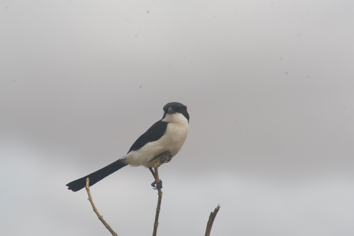 Long-tailed Fiscal - Daniel Blok 🦤