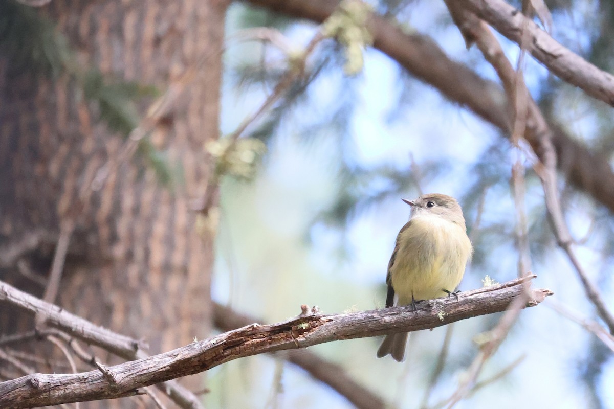 Hammond's Flycatcher - ML495566311