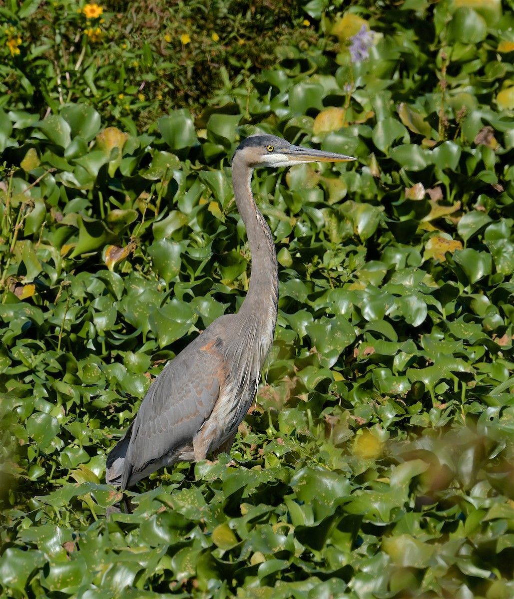 Garza Azulada - ML495566571