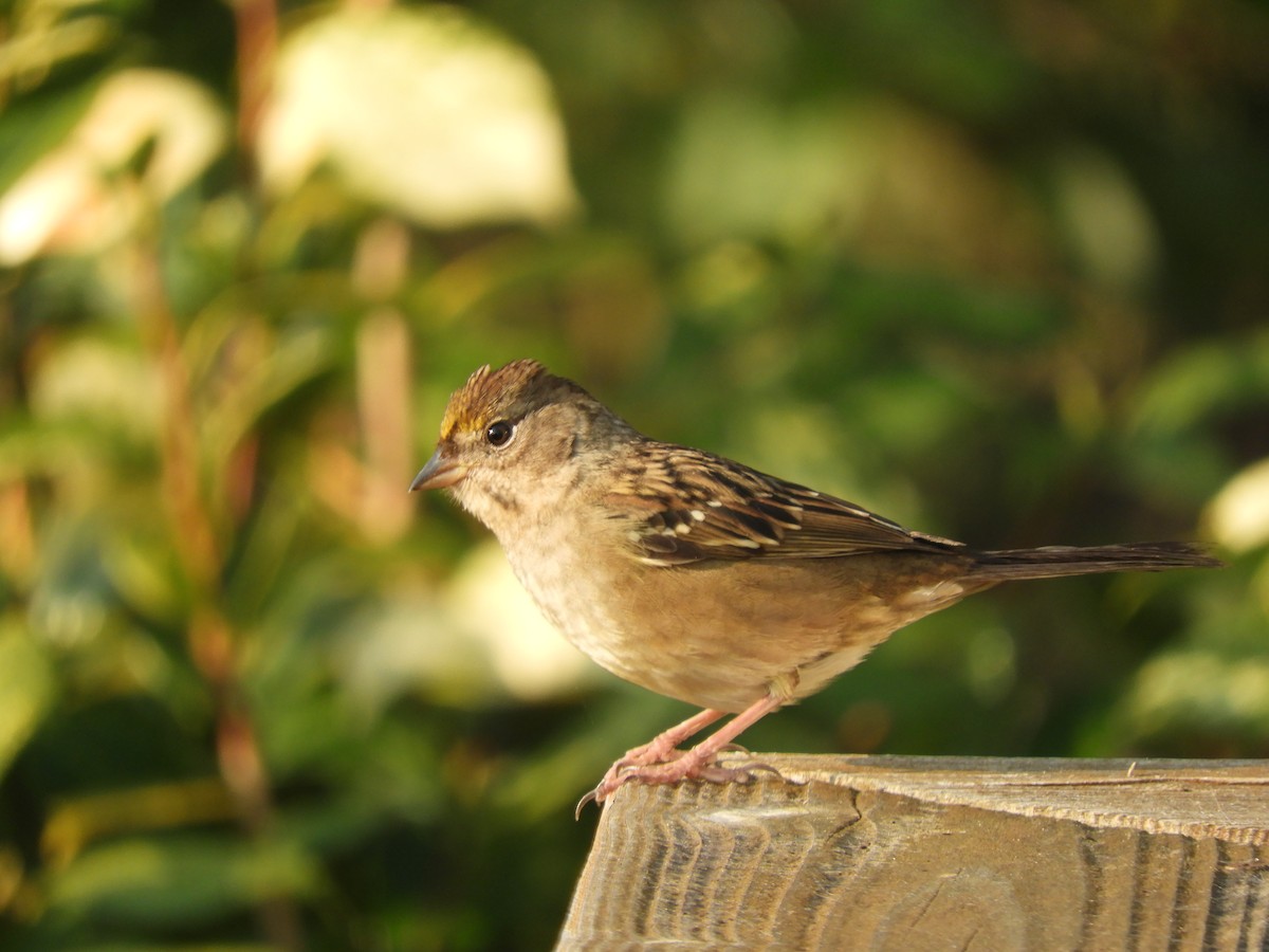 Golden-crowned Sparrow - Cliff Cordy