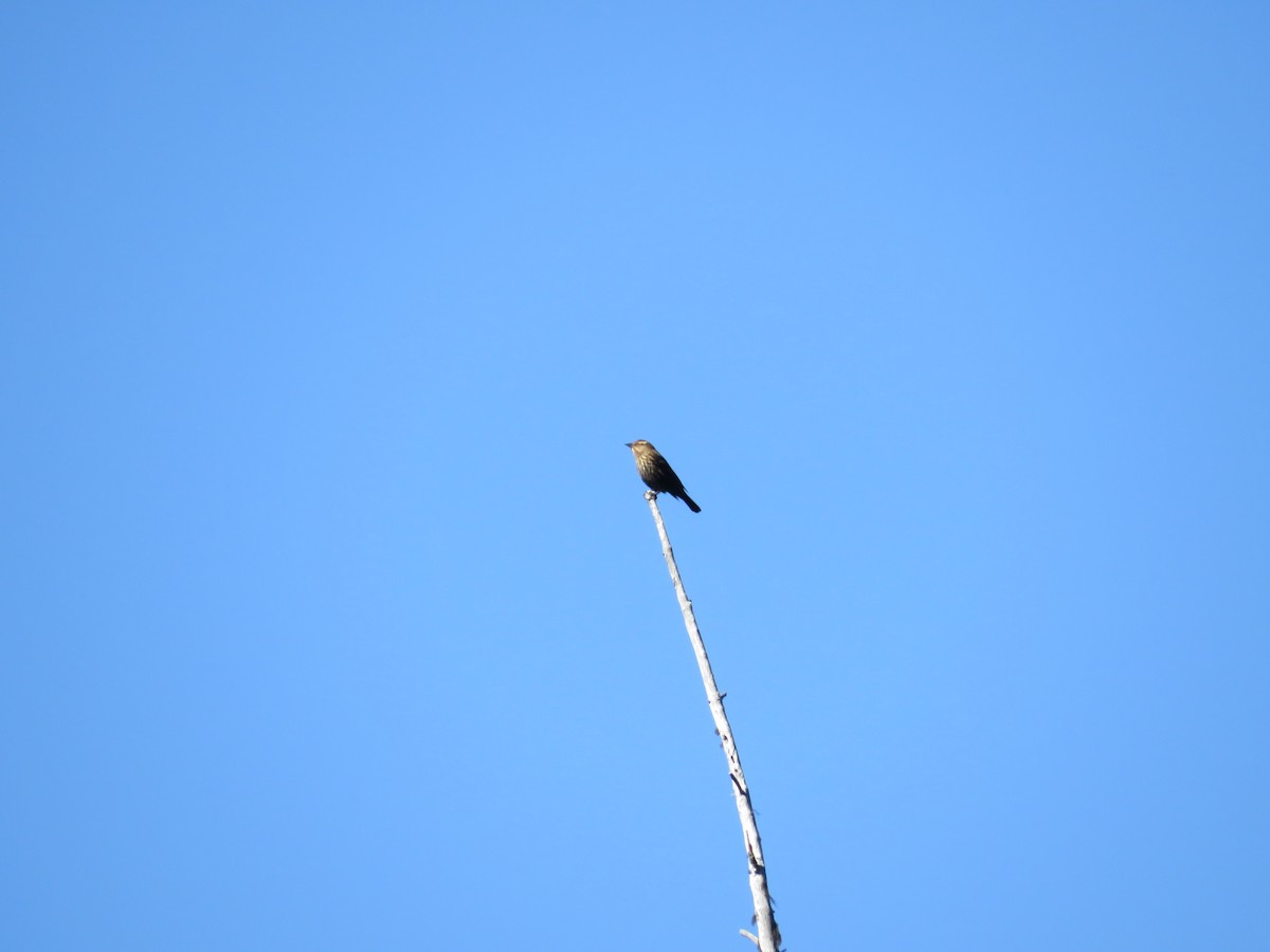 Red-winged Blackbird (Red-winged) - ML495568351