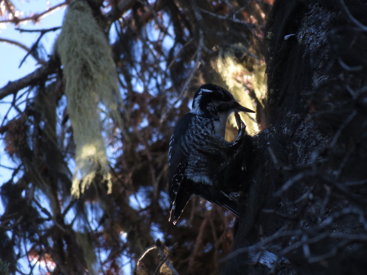 American Three-toed Woodpecker - ML495568651