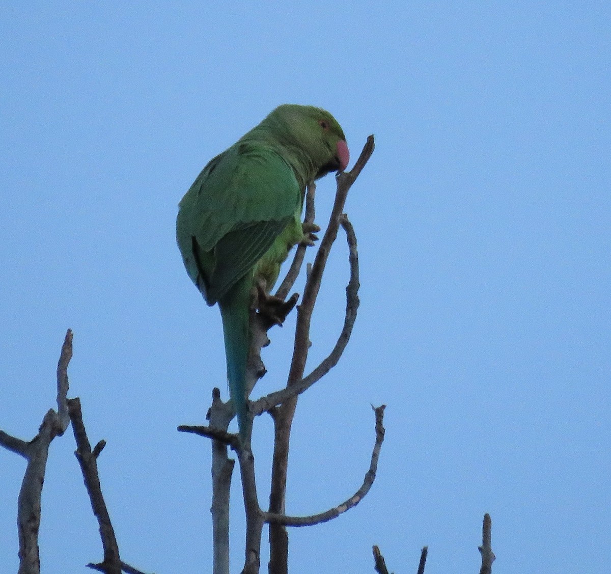 Rose-ringed Parakeet - ML495569081