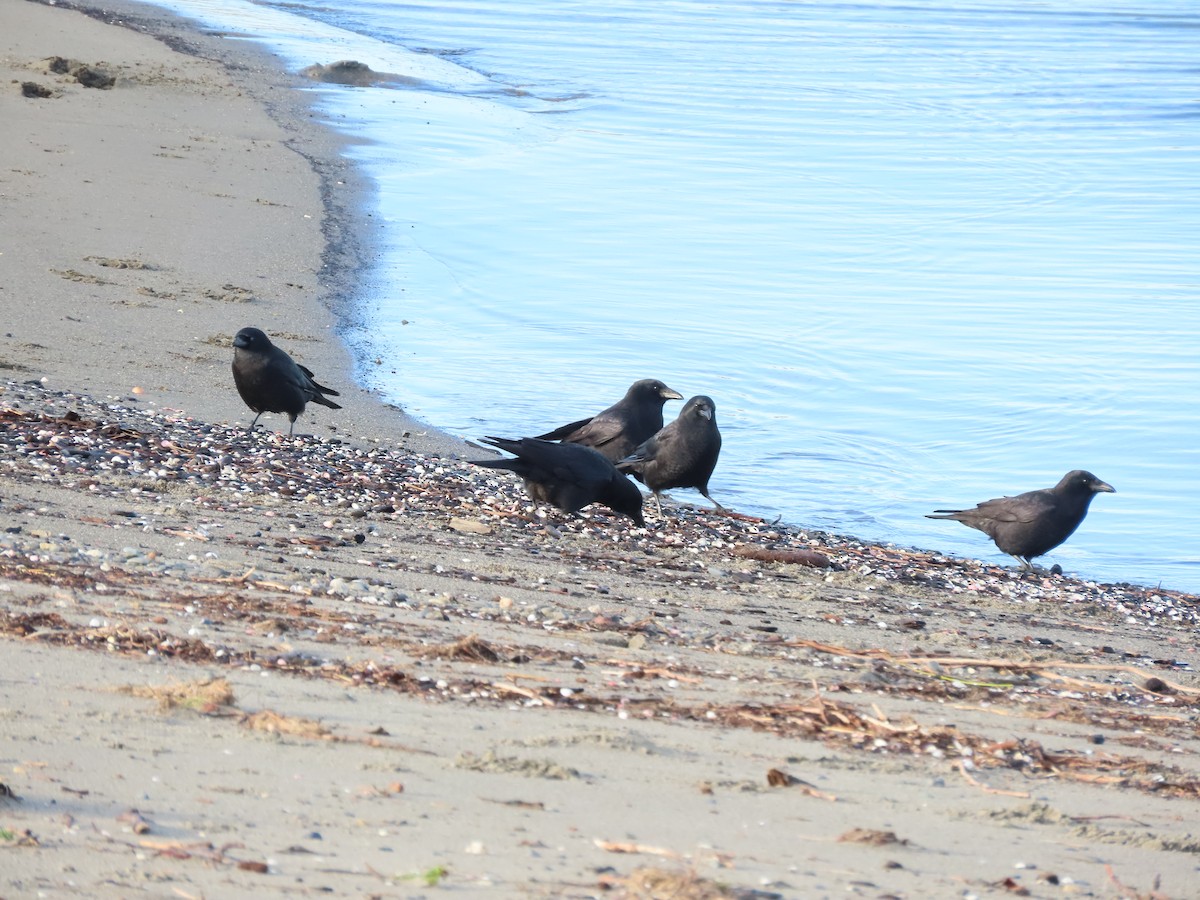 American Crow - ML495569451