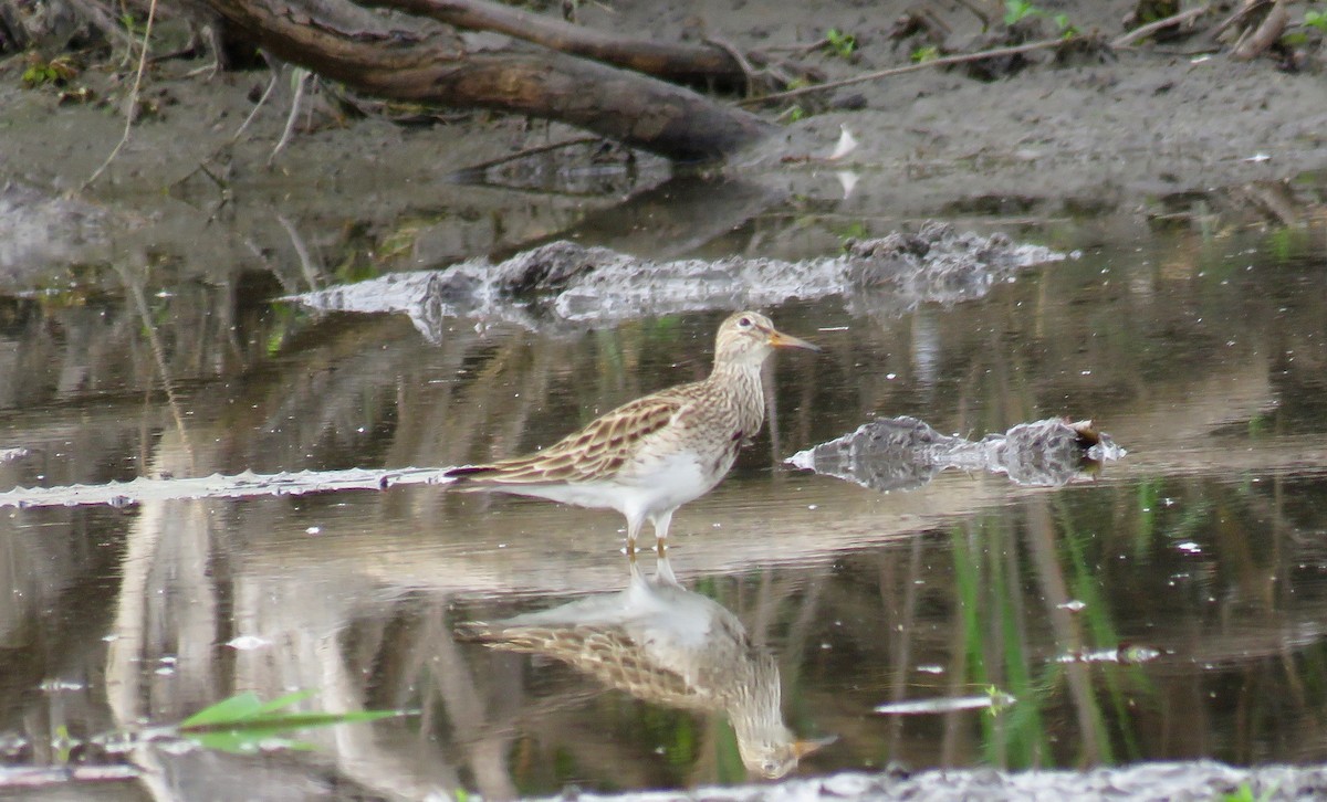 Pectoral Sandpiper - Cameron  Boyd