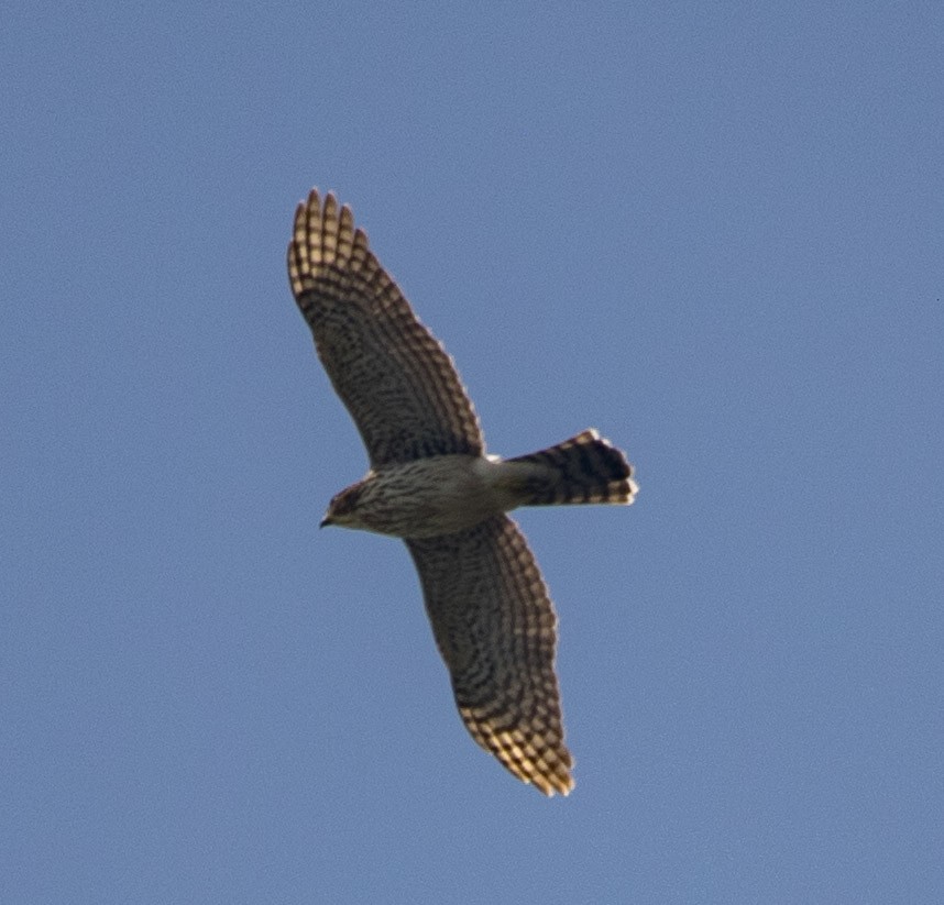 Cooper's Hawk - Isaias Morataya