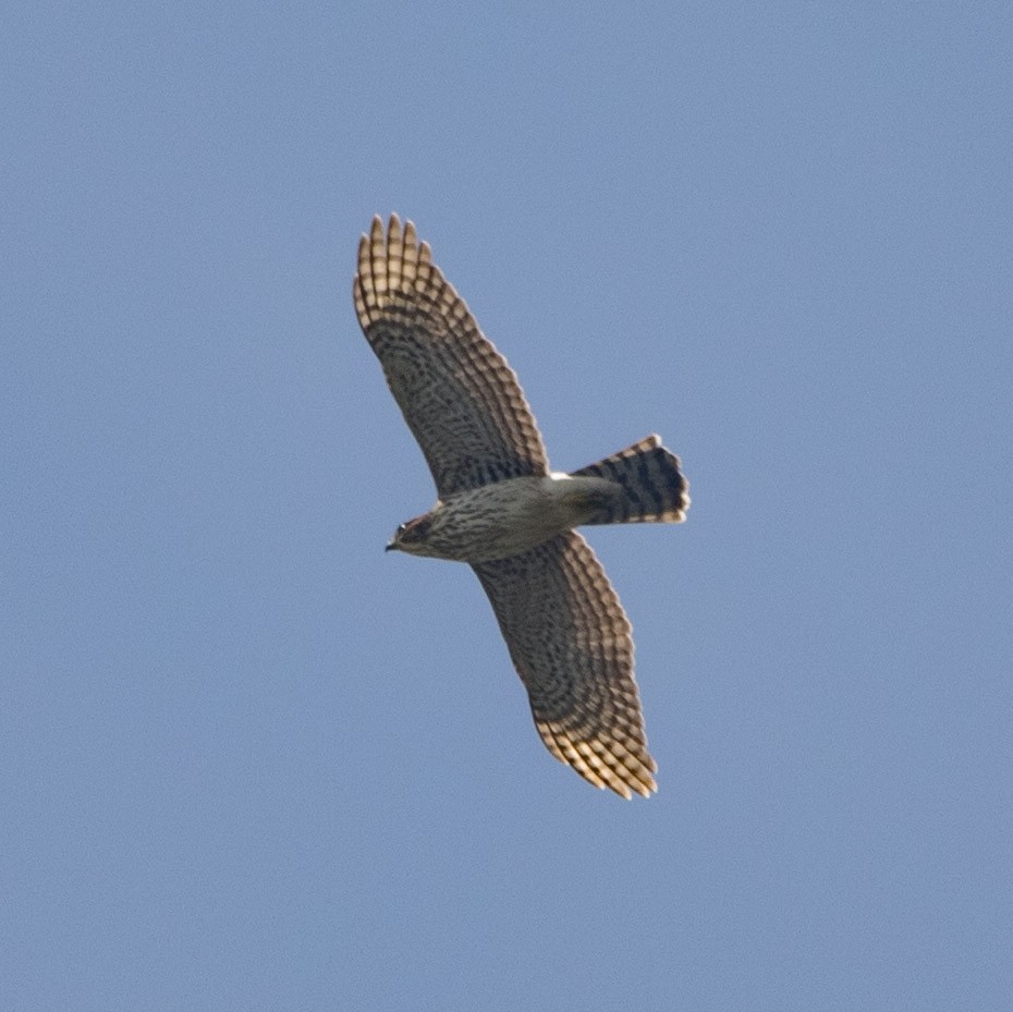 Cooper's Hawk - Isaias Morataya