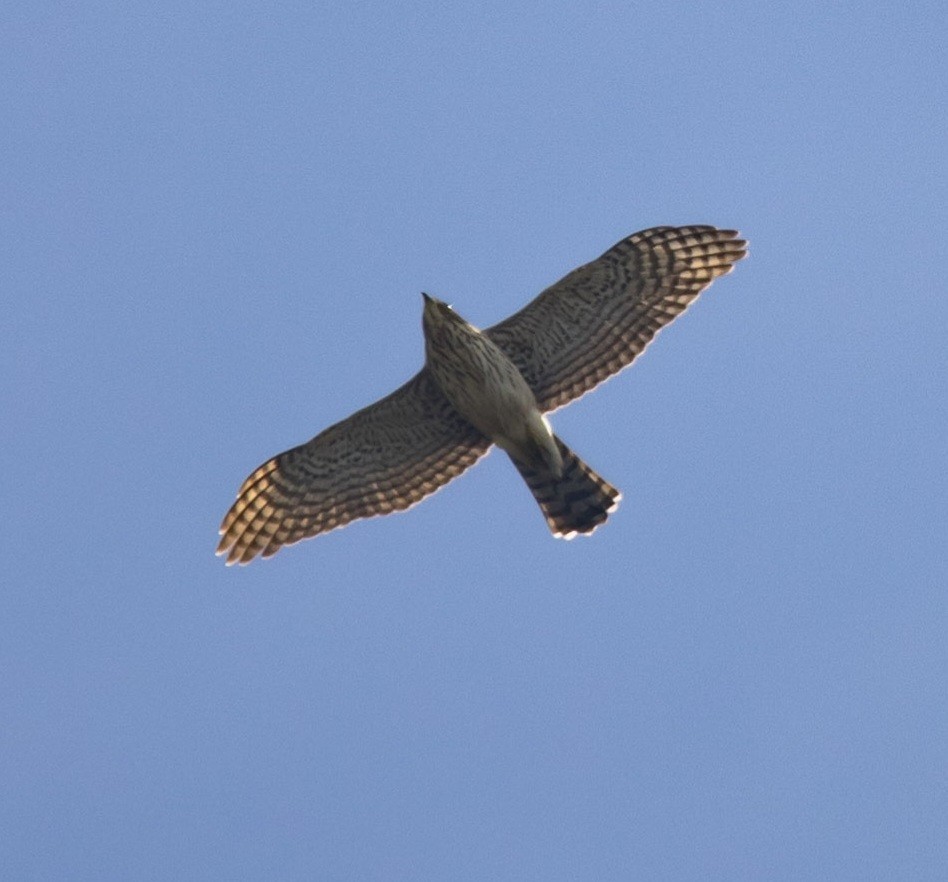 Cooper's Hawk - ML495570541