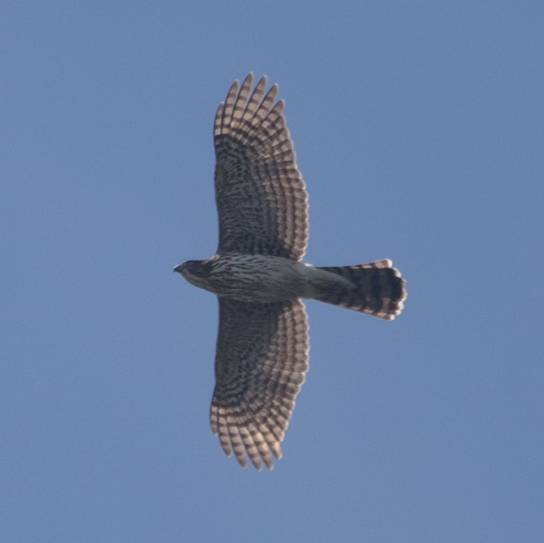 Cooper's Hawk - ML495570551