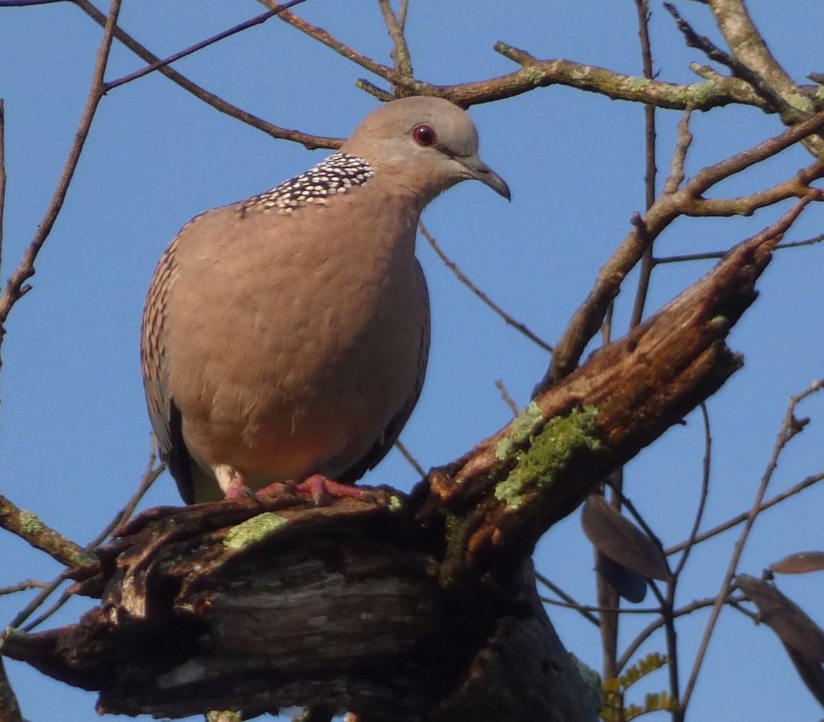 Spotted Dove - ML495570851