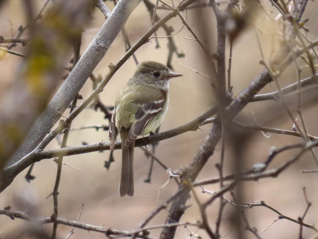 Dusky Flycatcher - ML495571471