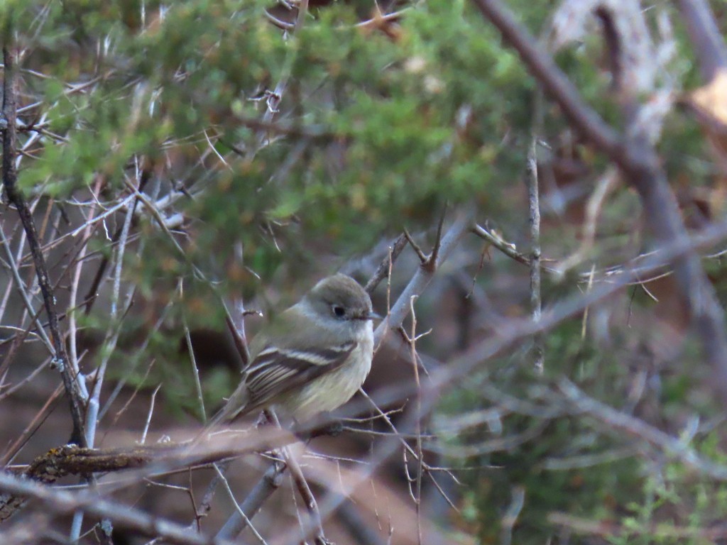 Hammond's Flycatcher - ML495571481