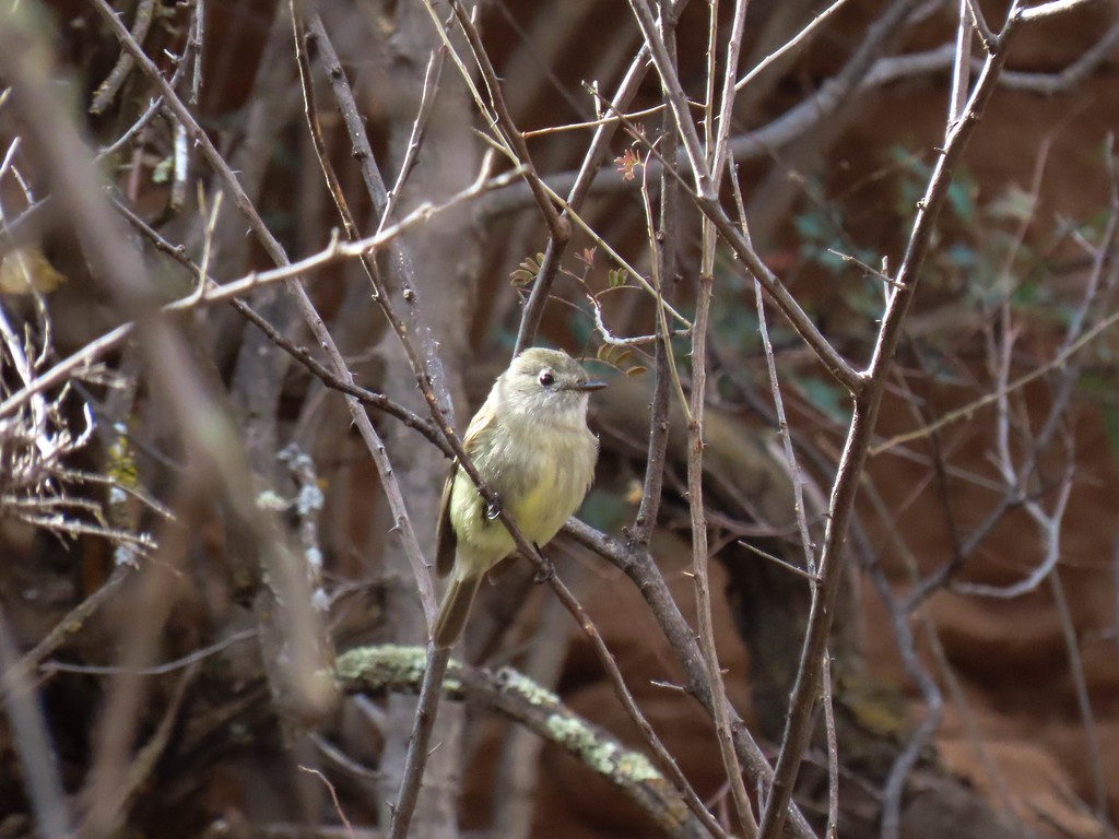 Hammond's Flycatcher - ML495571491