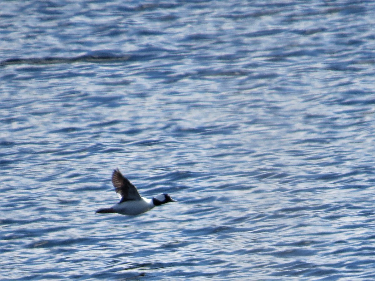 Bufflehead - Tom Pirro