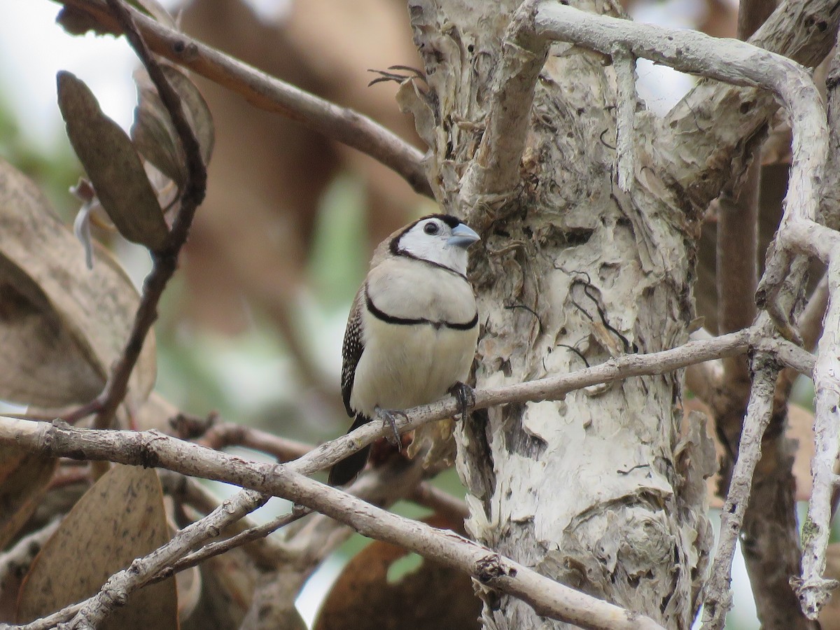 Double-barred Finch - ML495572611