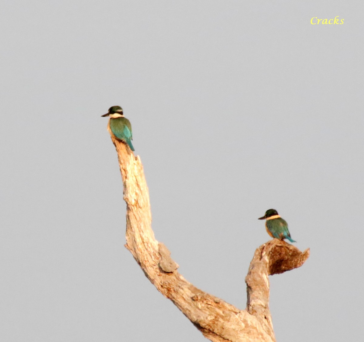 Sacred Kingfisher (Australasian) - ML495573641