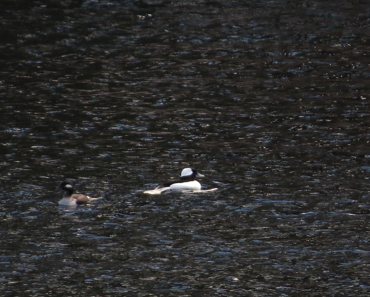 Bufflehead - Tom Pirro