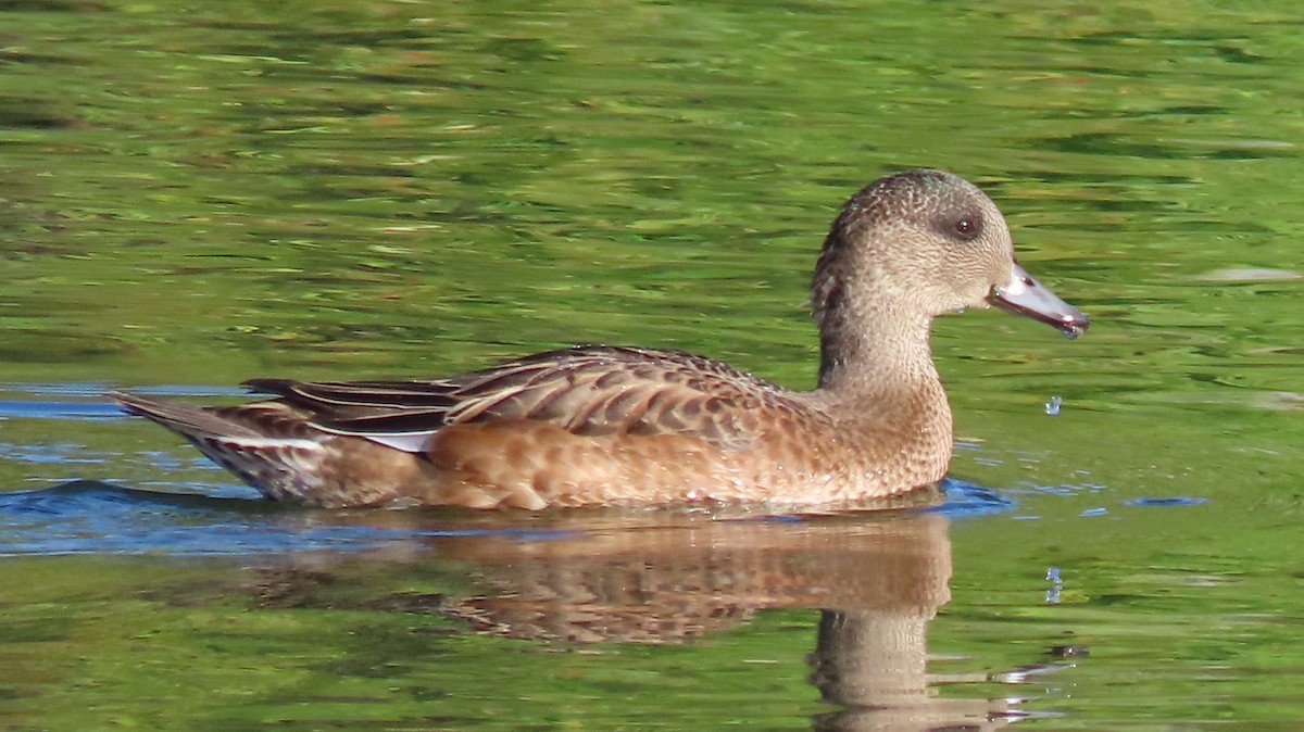 American Wigeon - ML495575311