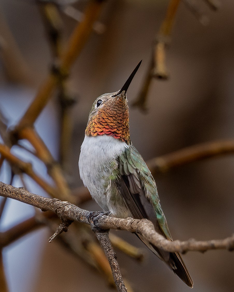 Broad-tailed Hummingbird - ML495575431