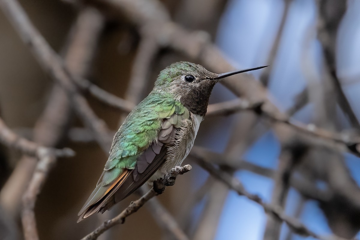 Broad-tailed Hummingbird - ML495575441