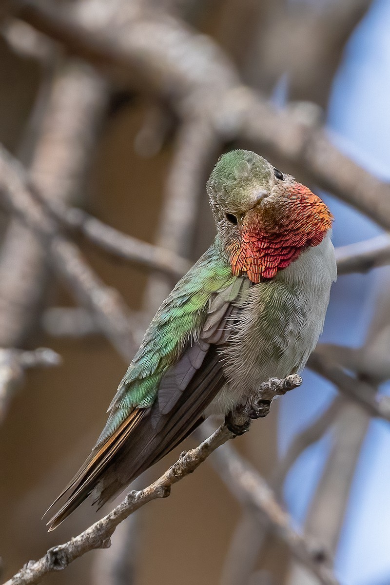 Broad-tailed Hummingbird - ML495575451