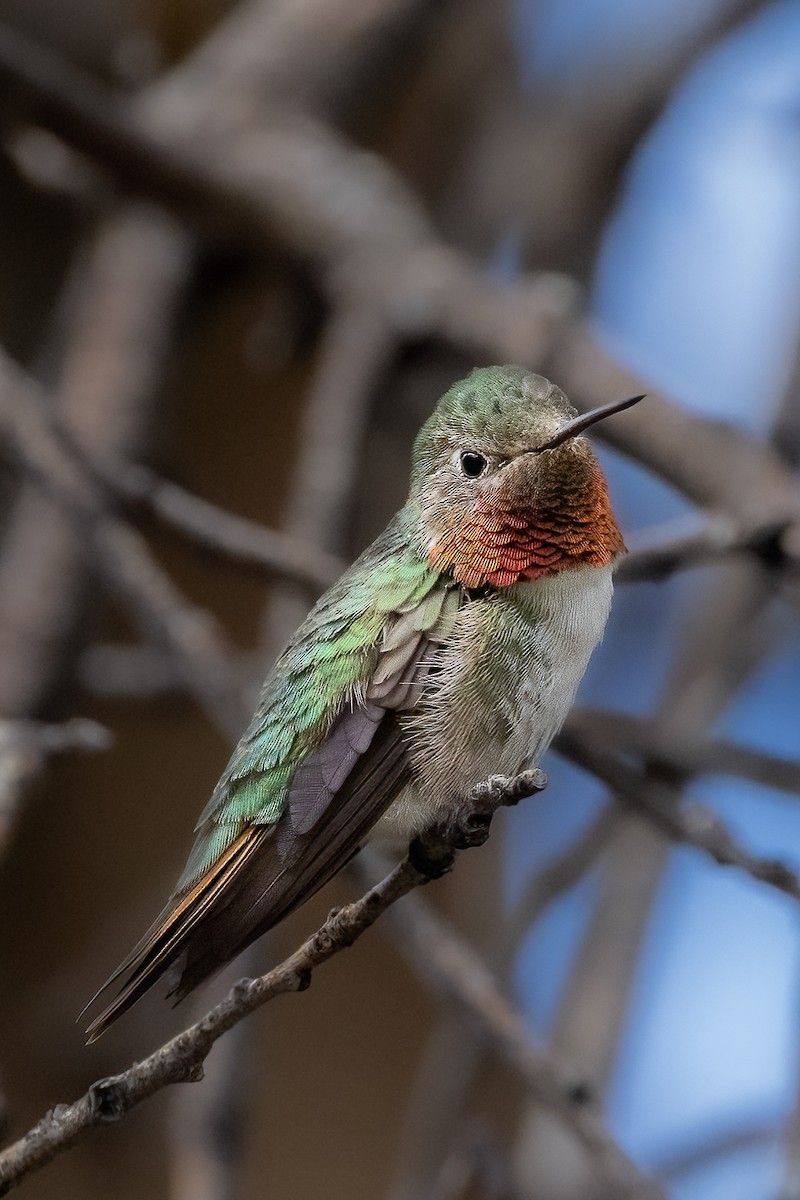 Broad-tailed Hummingbird - ML495575461