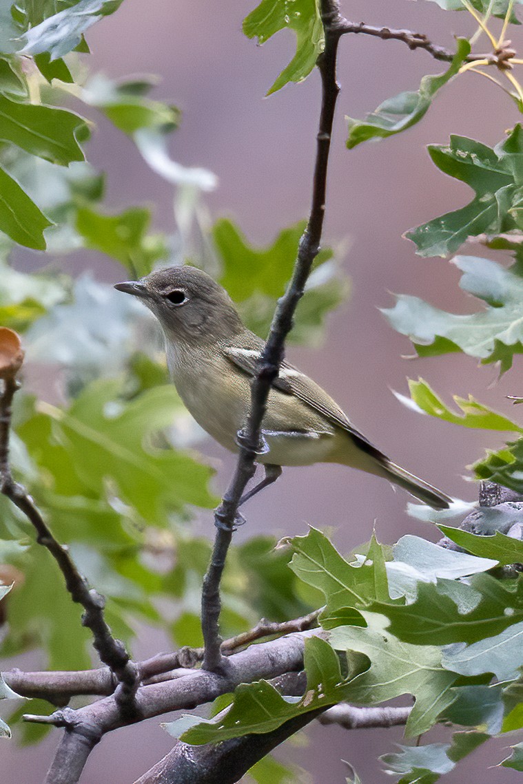 Cassin's Vireo - ML495575751