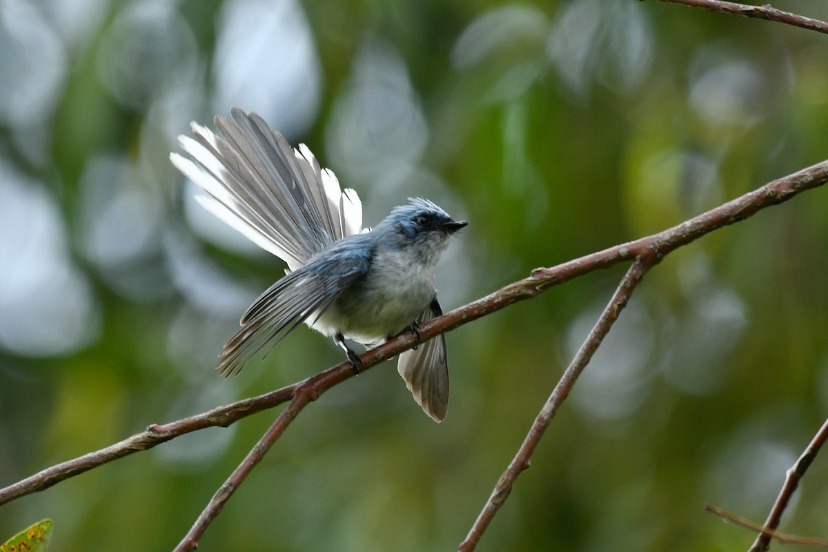 White-tailed Blue Flycatcher - ML495576191