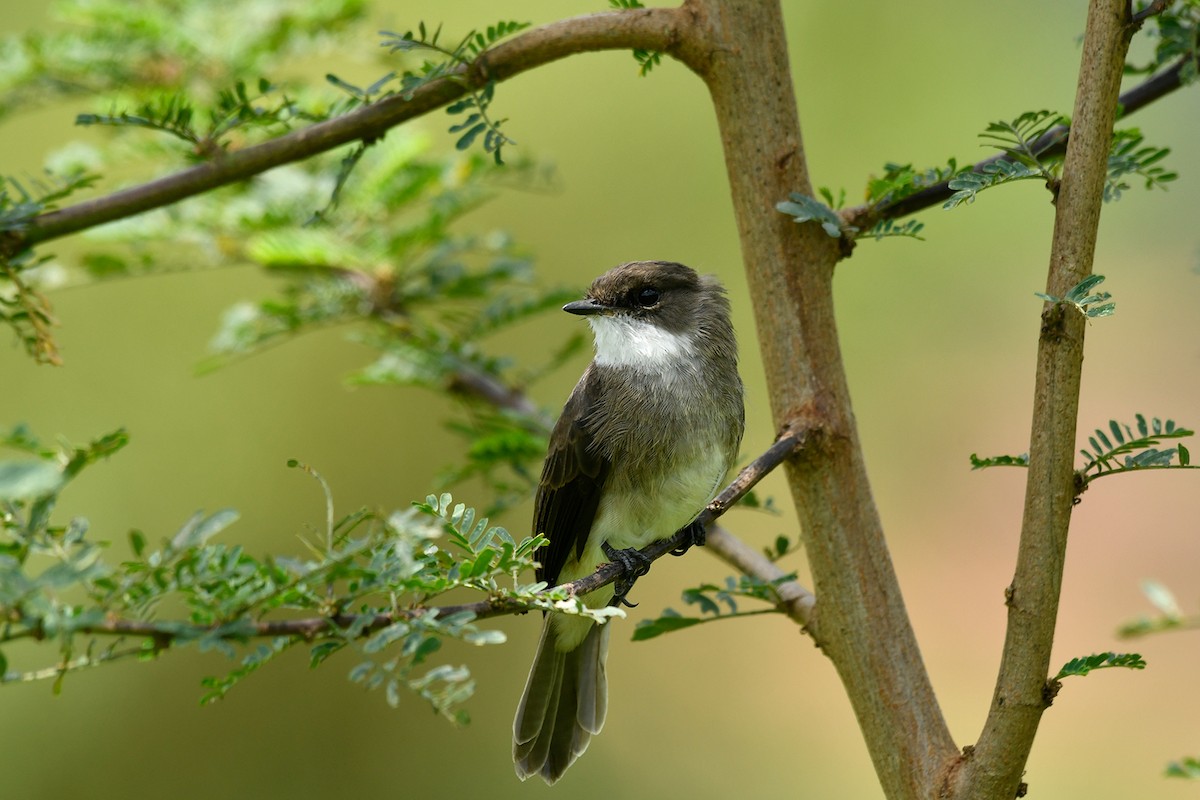 Swamp Flycatcher - ML495577281