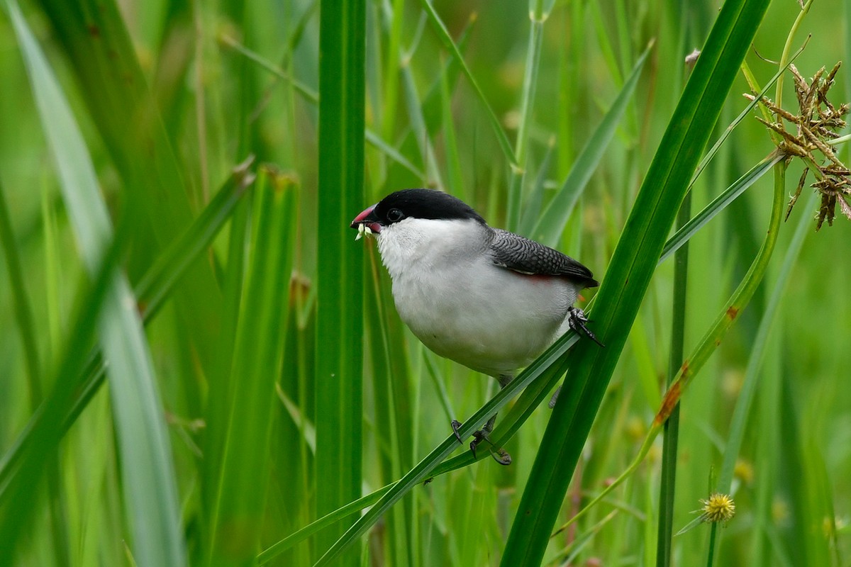 Black-crowned Waxbill - ML495577341