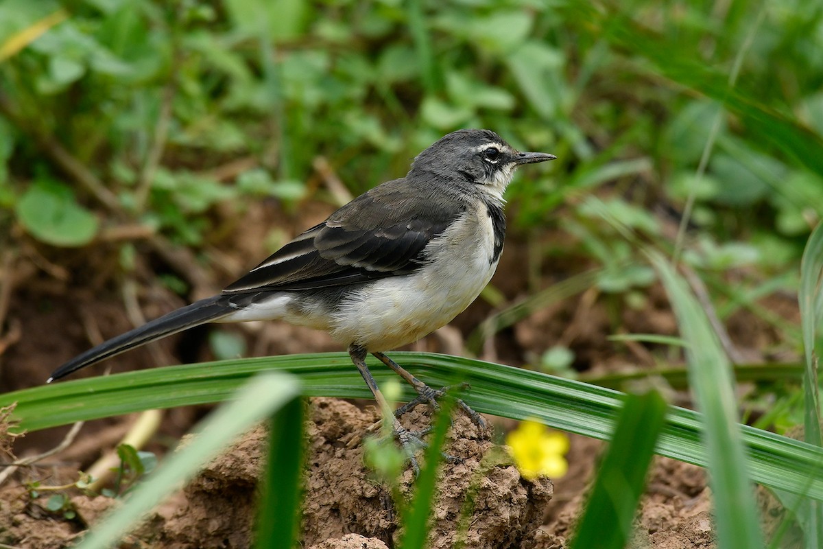 Cape Wagtail - ML495577401