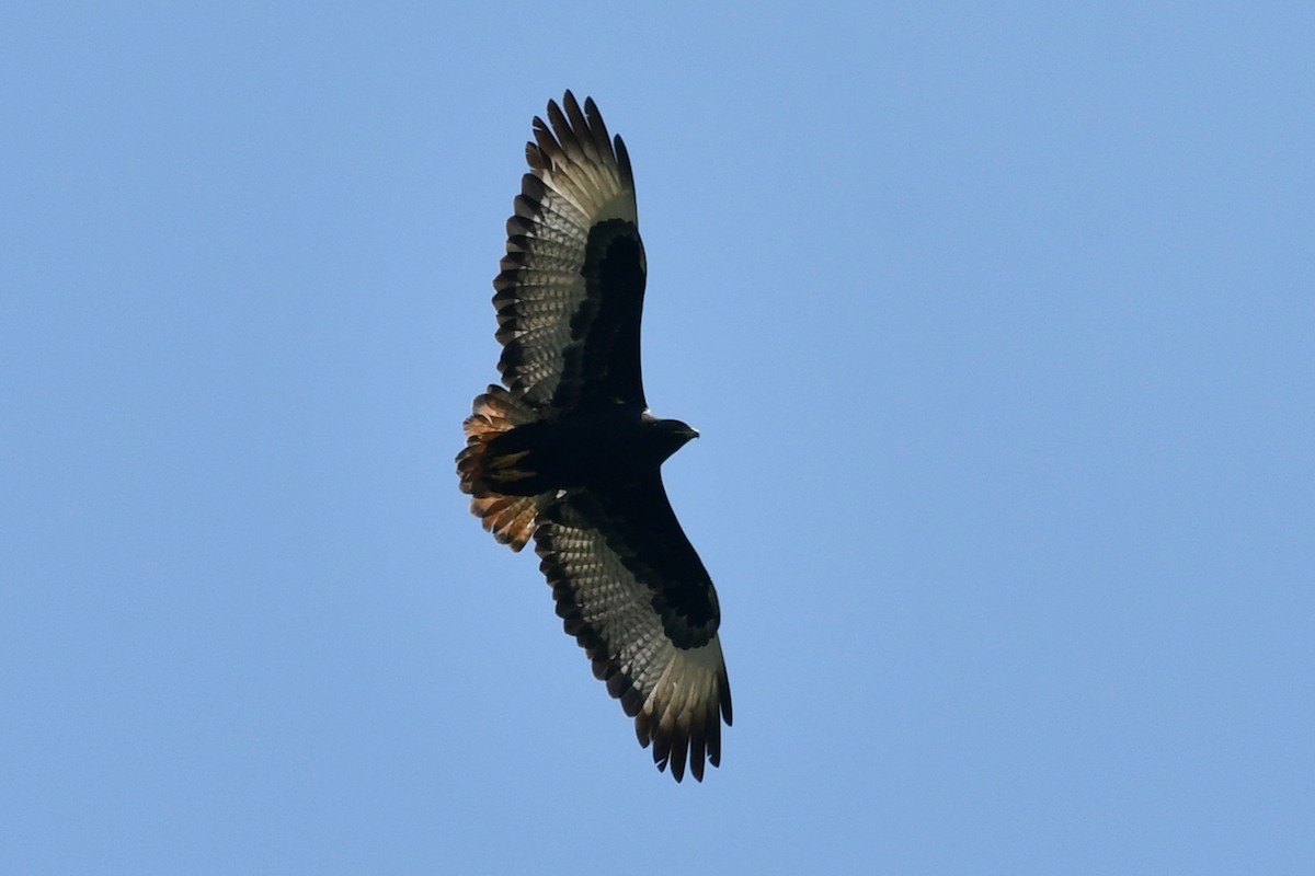 Augur Buzzard (Augur) - ML495577541