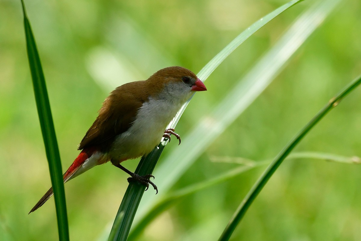 Fawn-breasted Waxbill - ML495578241